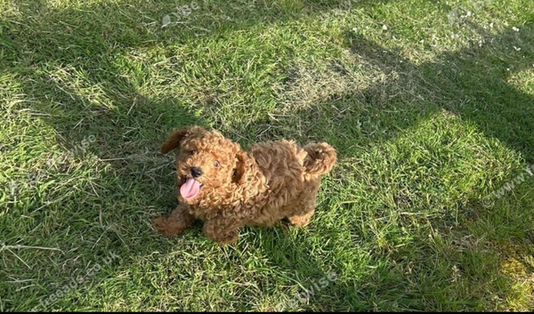 Cavapoo puppy