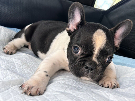 French Bulldogs for sale