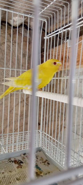 Lutino Elegant
