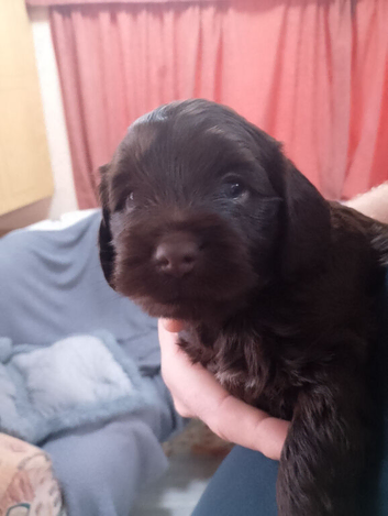 Last 2 female cocker spaniel pups
