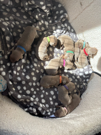 Mini Isabella dachshund puppies