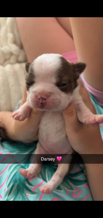 Boston terrier puppies