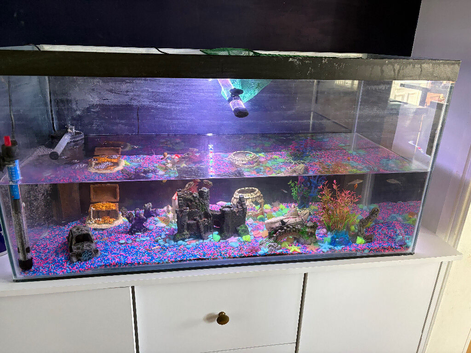 Fish tank and filter, light, heater and fish