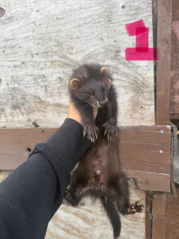 Semi angora ferrets looking for new home