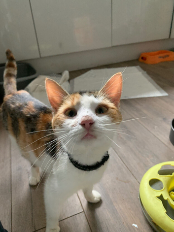 Lovely Calicoe Cat