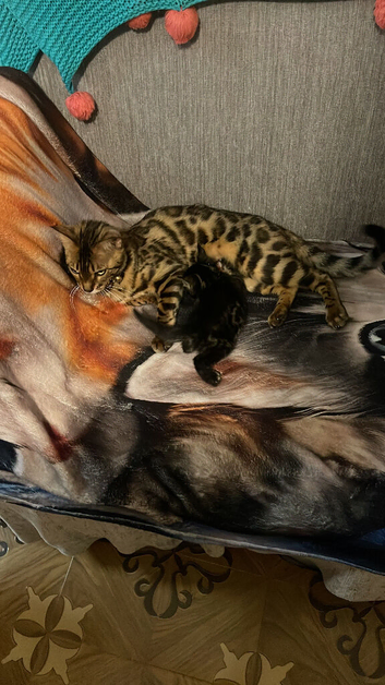 Kittens for sale
