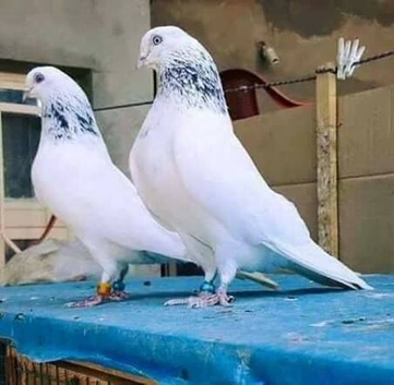 I'm looking for this type of pigeon in Norfolk Norwich