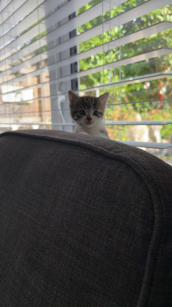 4 kittens for sale