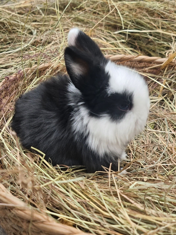 Mini lop buck available 08/06/2026