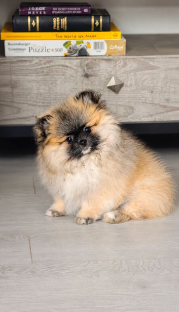 Exceptional Teddy bear face girl Croydon