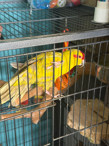 Parrot rescue