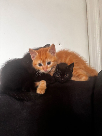 Mixed breed kittens looking for 5* homes