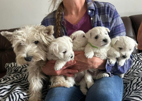 West Highland terrier puppies