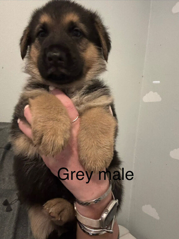 Straight back German Shepherd Puppies