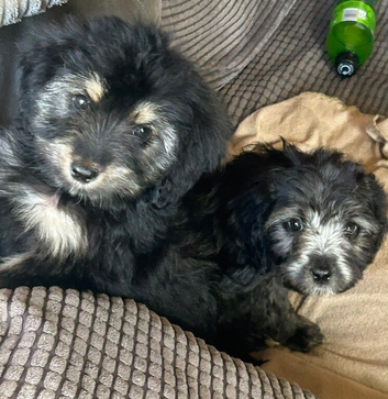 Beautiful Cockerpoo cross puppies