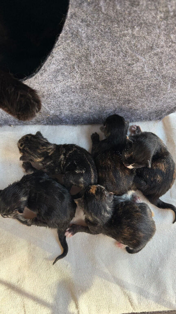 Bengals mix