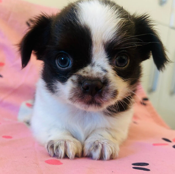 Tiny Chihuahua cross chinese crested puppies