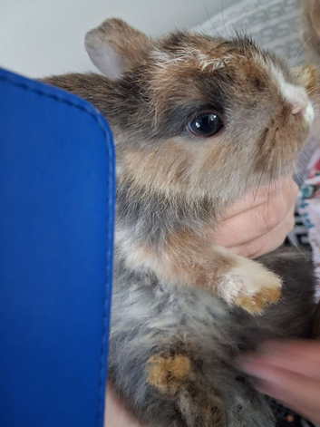 Lovely super frindly rabbit