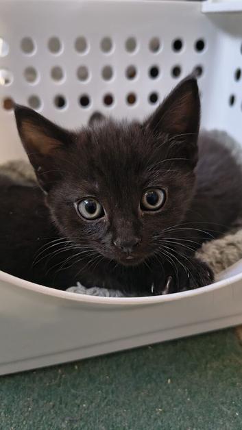 British short hair x kittens.