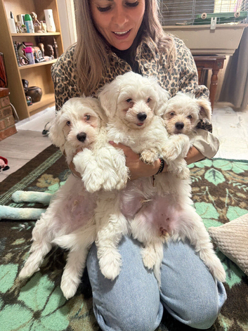 I have 3 Bichon Maltese 2 boys and 1 female