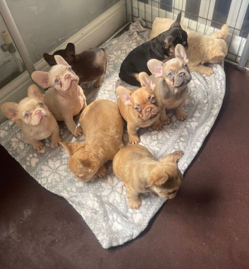 Unbelievable litter of 11 French Bulldogs