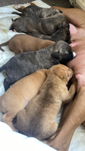 Beautiful Mixed Breed Puppies - Ready Now