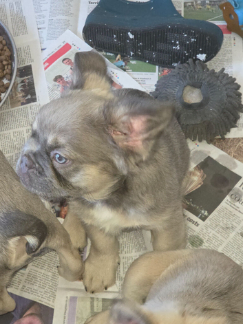 French bulldog pups