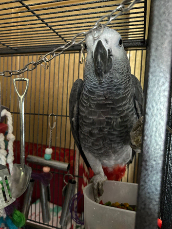 2 African greys