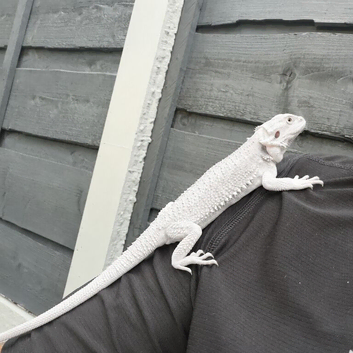 BEARDED DRAGON