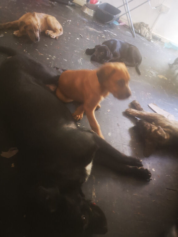Cane corso / German Shepherd