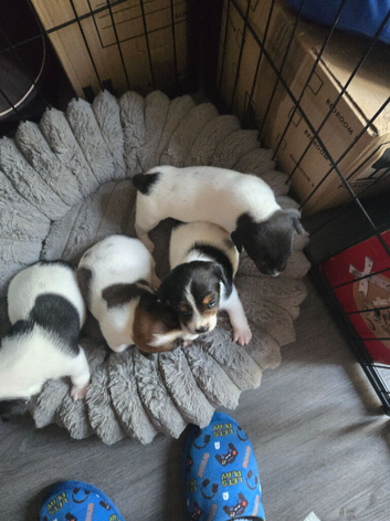 Stunnning jack russell pups