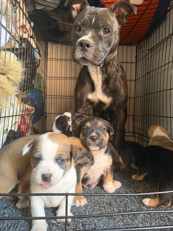 Staffy pups