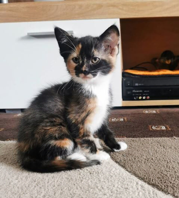 Kitten