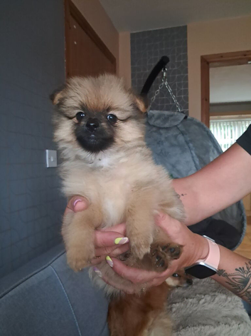 Pomeranian