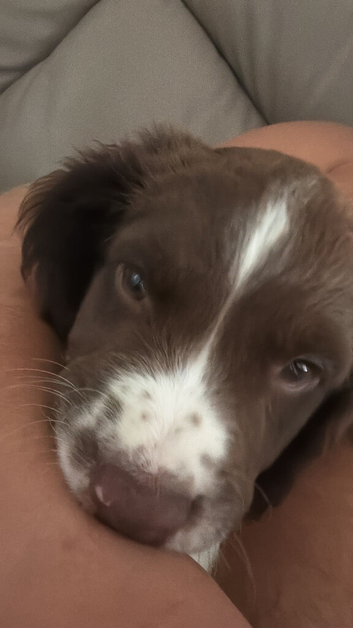 Springer Spaniel