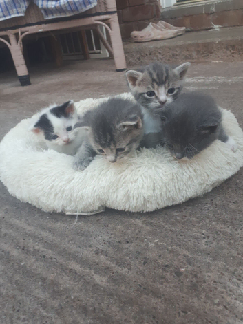 Kittens