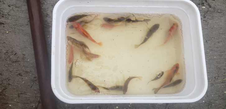 Various Gold Fish / Pond Fish Babies various colours