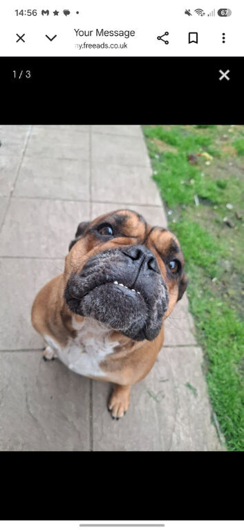 Female old tyme bulldog