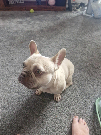 French Bulldog 10 month old