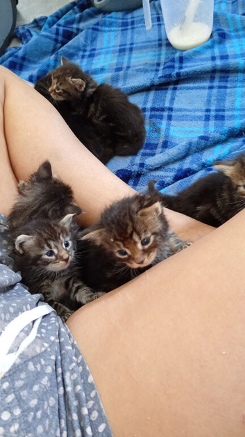Mixed tabby litter