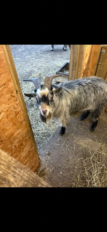Large Pygmy Billy