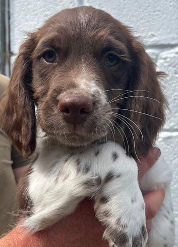 Kc registered English springer spaniel pups