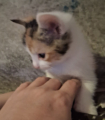8 week old female calico kitten