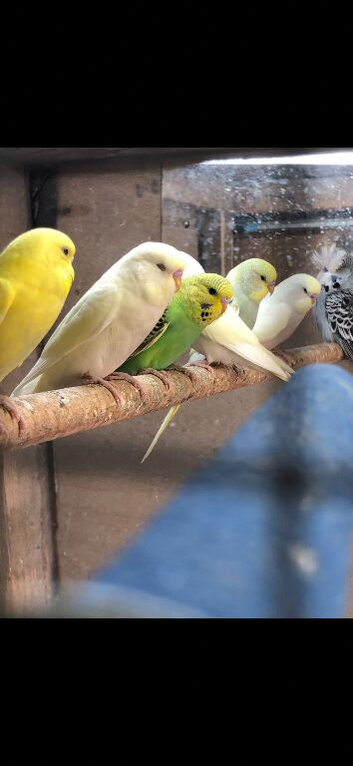 Semi tame baby budgies
