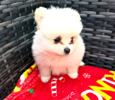 Pomeranian puppies