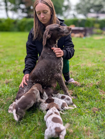Gorgeous GSP KC registered puppies