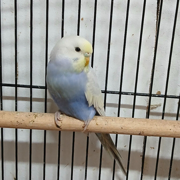 Female Rainbow Budgie (Due for Collection)