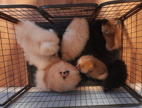 Pomeranian Puppies