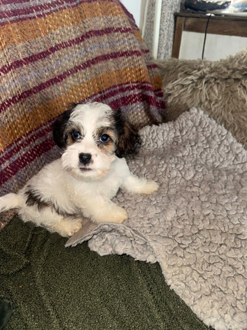 Sporting Lucas Terrier x Sealyham Terrier Puppies &ndash; 2 Boys Available ️