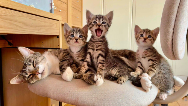 3 Adorable and Playful Kittens